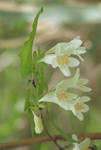 s-IMG_0096.jpg