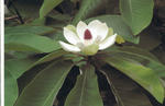 s-IMG_0099.jpg