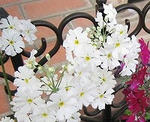 s-IMG_3625.jpg
