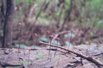 s-IMG_0149.jpg