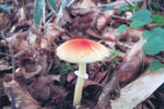 s-IMG_0150.jpg