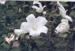 s-IMG_0089.jpg