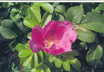 s-IMG_0087.jpg