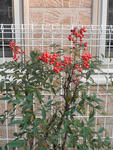 s-PC010041.jpg