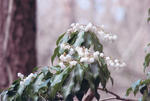 s-s-IMG_0005.jpg