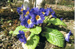 s-CCF20110422_00003.jpg
