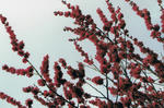 s-CCF20110422_00004.jpg