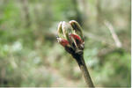 s-CCF20110422_00007.jpg