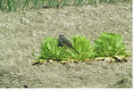 s-CCF20110422_00009.jpg