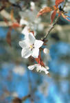 s-CCF20110523_00001.jpg