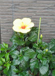 s-P8010085.jpg