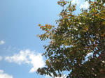 s-PA070147.jpg