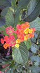 s-2011102915250000.jpg