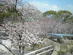 s-P4050157.jpg