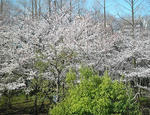s-P4060163.jpg