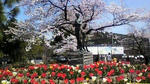 s-P1004064.jpg