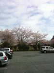 sakura.jpg