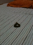 IMG_0292.JPG