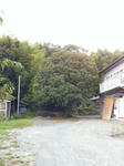 kinmoku3.jpg
