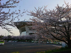 220406埼スタの桜