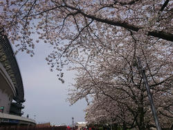 240407埼スタ桜満開