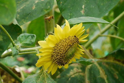 P1010513.jpg