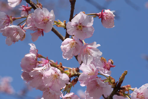 20100403_124122R.JPG