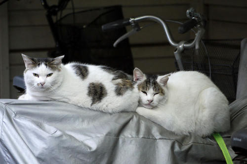 20100924_054927.jpg