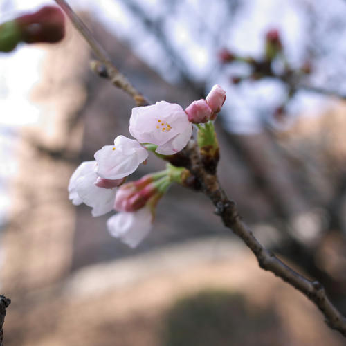 20110330_080133.JPG