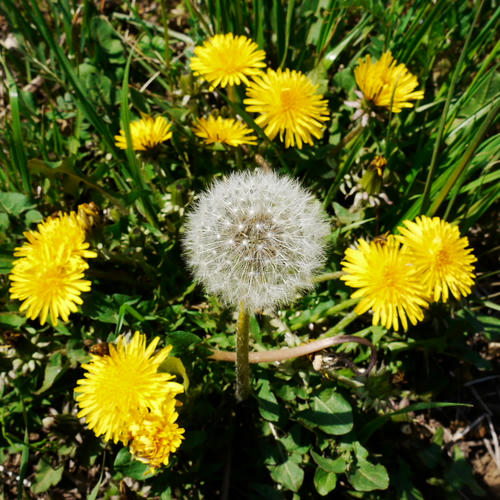 20110417_131736.jpg