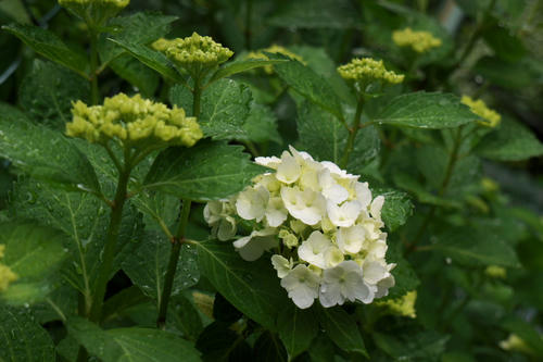 20110528_120104.jpg