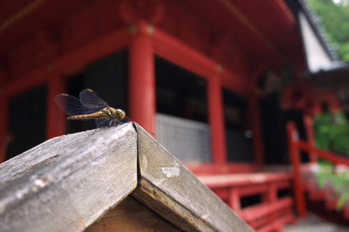 20110814_133618.jpg