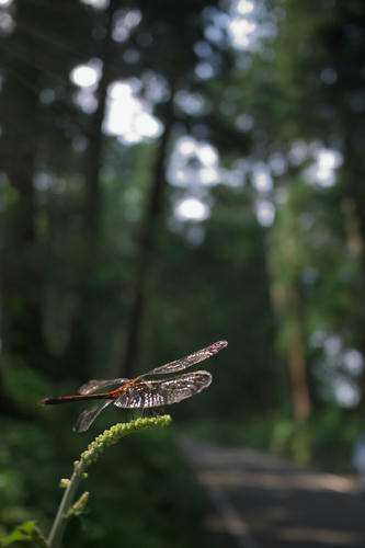 20110814_145126.jpg