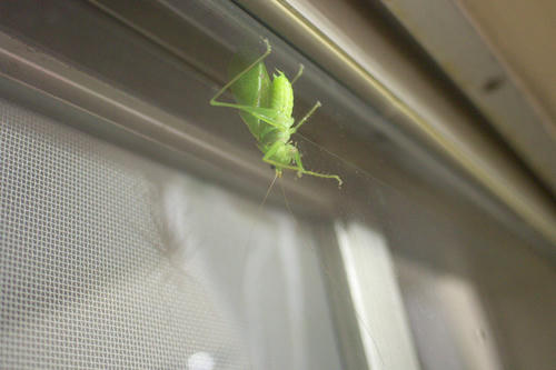 20110822_200724.jpg