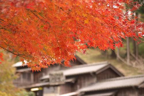 20111126_125014r.jpg