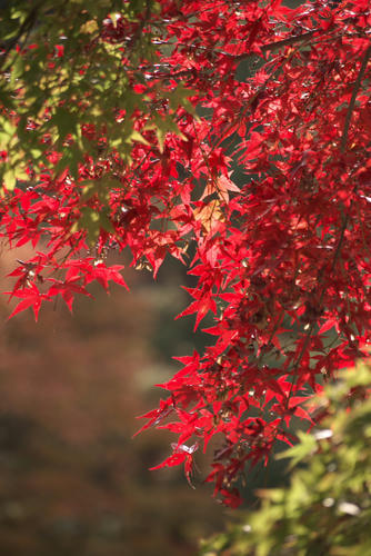 20111126_125838r.jpg