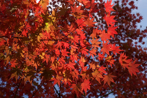 20111126_134734r.jpg