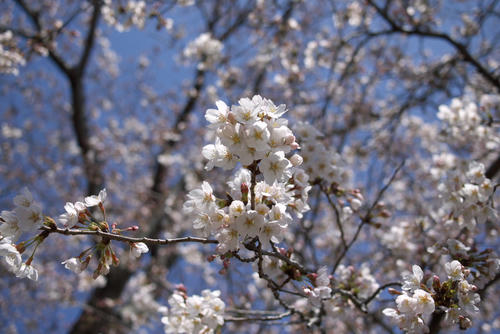 20120408_130116.jpg