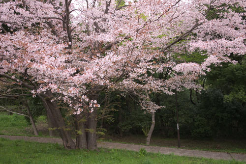 20120420_063210.jpg