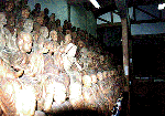 500-04.gif