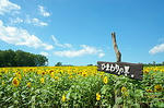 230px-Hokuryu_town_Sunflower_field.jpg