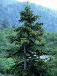 240px-Picea_jezoensis.jpg