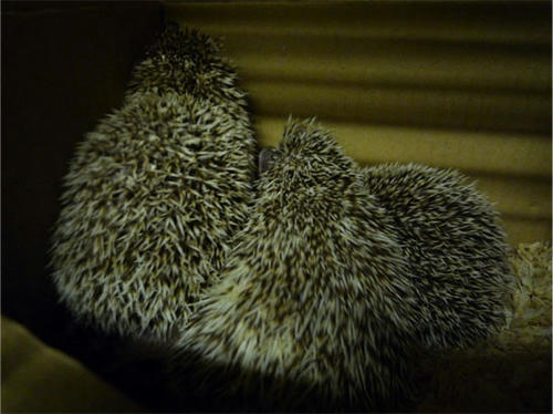 20130211_5.jpg