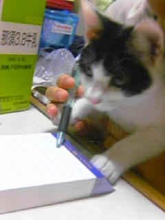 nyan8