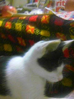 nyan9