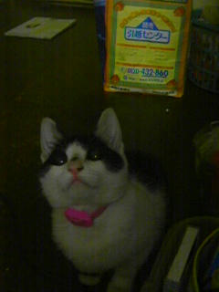 nyan12