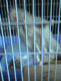 ham2