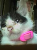 nyan2