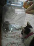 nyan&ham