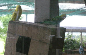 70624-miya4.JPG